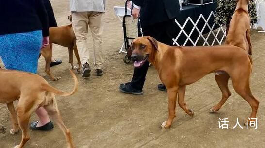 男子炫耀市中心養(yǎng)烈性犬被行拘 對養(yǎng)犬管理相關(guān)規(guī)定不滿