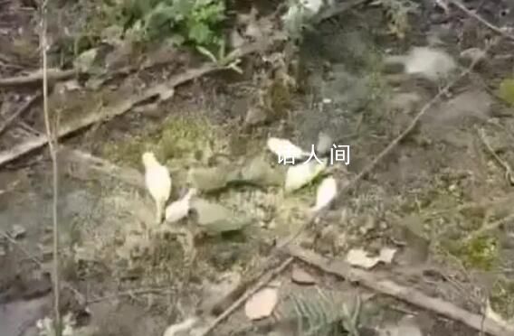 成都上千只寵物鸚鵡被人野外放生 農(nóng)林部門(mén)安排了相關(guān)人員進(jìn)行處理