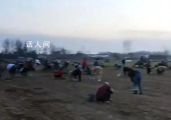 村干部回應(yīng)藥材種植園遭村民哄搶 鄉(xiāng)政府正在積極處理