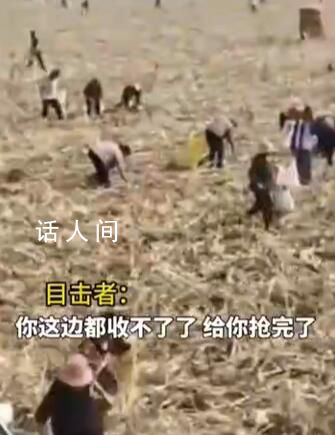 河南村民“搶收”高粱 與農戶對罵