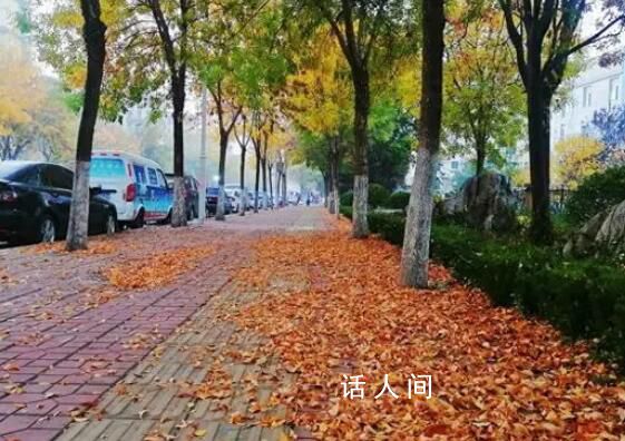 淄博36條道路實行“落葉緩掃” 讓市民游客欣賞到多彩的秋季