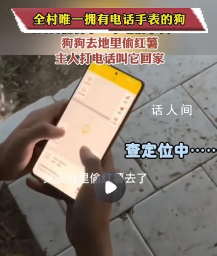 全村唯一擁有電話手表的小狗 網(wǎng)友：我就想知道這狗是怎么接電話的