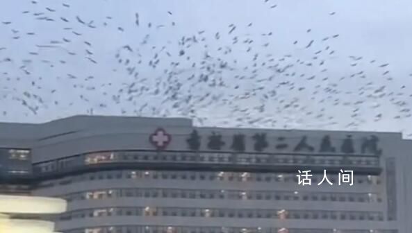 吉林一醫(yī)院上空有大量飛鳥盤旋 大概維持了四五分鐘