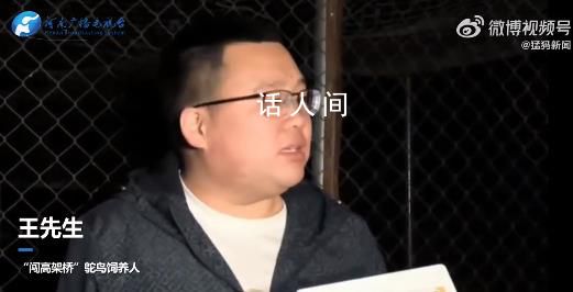 鄭州鴕鳥出逃大結(jié)局 主人現(xiàn)身致歉