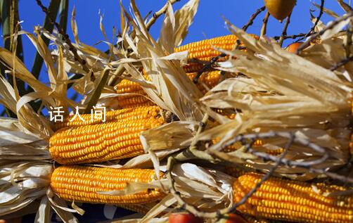 2024年全球小麥玉米價格預計下跌 延續2023年下跌逾11%的走勢
