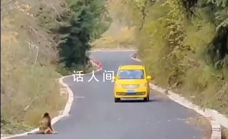 金絲猴與過路司機相互禮讓 妥妥化身交通安全形象大使