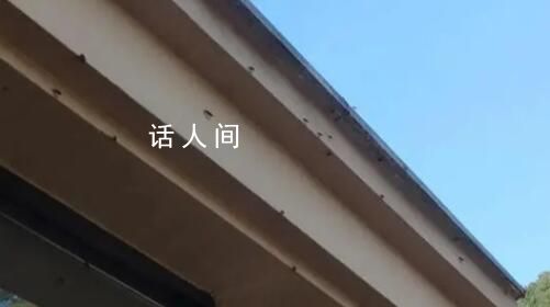浙江多地出現大量臭屁蟲 根本抓不完