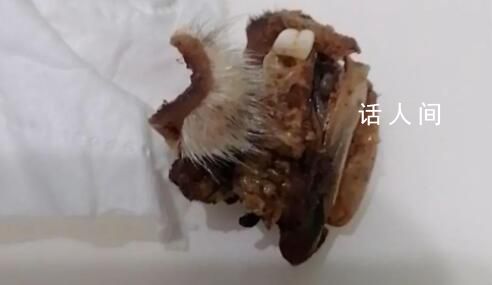 懷化一小學(xué)食堂吃出鼠頭?官方介入