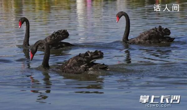 71枚黑天鵝蛋被偷 找到時(shí)已孵化2只
