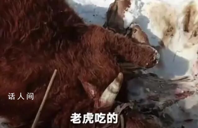 黑龍江居民家養(yǎng)牛被野生老虎捕食 多部門已介入調(diào)查處理