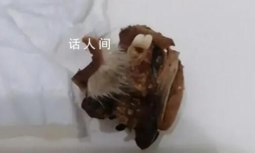 小學食堂疑吃出鼠頭 當地成立調查組