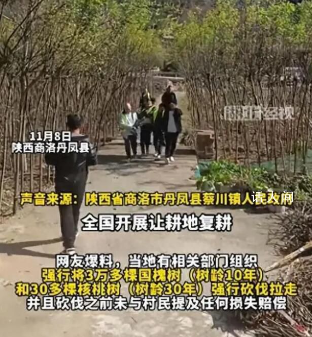 商洛強砍3萬多棵國槐樹 砍伐之前未與村民提及任何損失賠償