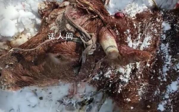 黑龍江疑有老虎進村咬死兩頭牛 當地發布緊急通知警惕大型猛獸出沒