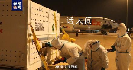美香一家剛回國(guó)就被排隊(duì)投喂 將于12月與公眾見面