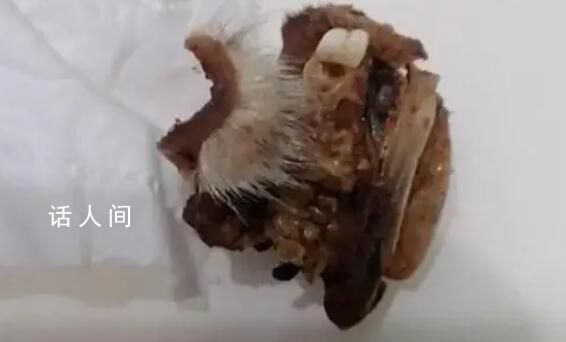重慶一小學(xué)食堂出現(xiàn)鼠頭系謠言 公安機關(guān)將對發(fā)布傳播謠言者進(jìn)行調(diào)查處理