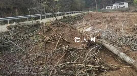 陜西通報砍國槐事件:違規占用農田