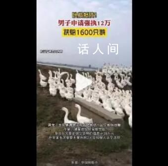 男子申請強(qiáng)執(zhí)12萬獲賠1600只鵝 雙方達(dá)成了以鵝抵債的執(zhí)行和解協(xié)議