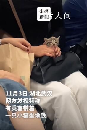 網友發(fā)視頻稱乘客帶著小貓坐地鐵 地鐵不允許攜帶寵物
