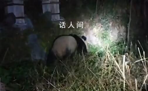 村民夜間偶遇野生大熊貓 慢悠悠地向竹林走去