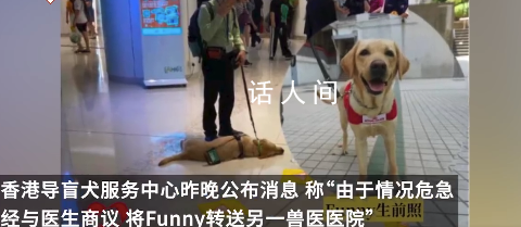 香港一導(dǎo)盲犬在商場內(nèi)暈倒去世 搶救無效于晚上離世