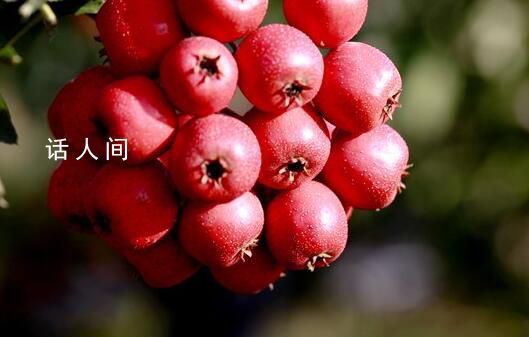 醫(yī)生提醒山楂板栗不能混著吃 板栗能和山楂同吃嗎