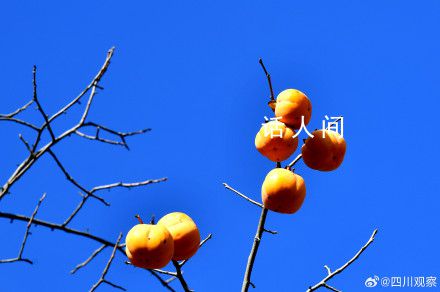四川的百年柿子瀑布又紅了 成為初冬里一道獨特的風景