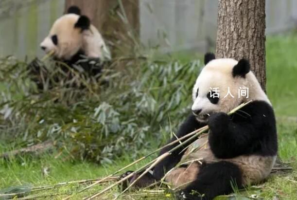 白宮稱歡迎大熊貓重返美國 我們絕對歡迎它們回來