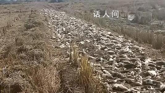 警方調查農戶4千只鴨子集體死亡 警方正在展開調查工作