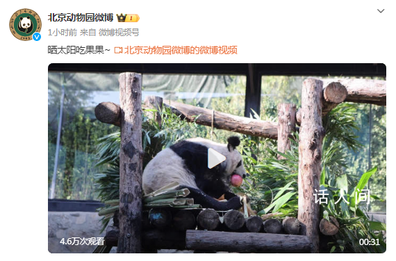 丫丫曬太陽吃果果 網友評論丫丫真是越來越好看了