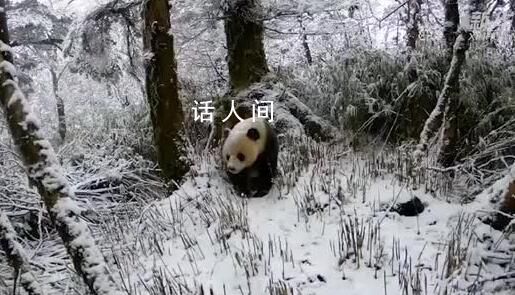 紅外相機拍到野生大熊貓雪地行走 步伐穩健樣子憨態可掬