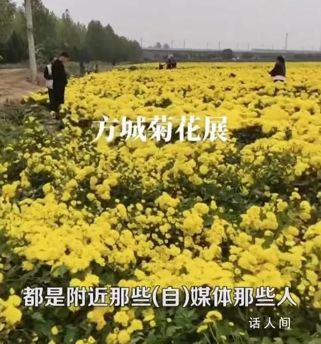 河南百畝菊花種植戶稱被群眾偷摘 吸引了大量游客前來拍照留念