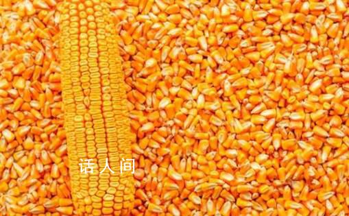 轉基因種子公示期滿月 商用在即