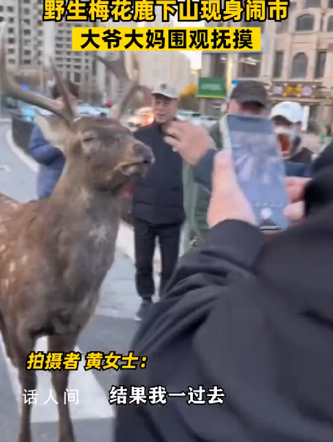 梅花鹿現(xiàn)身鬧市大爺大媽圍觀撫摸 路人：附近山上有一群不怕人