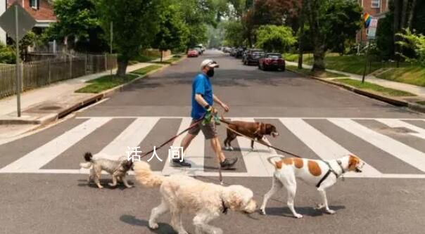 美國多州爆發(fā)神秘犬類傳染病 犬類收容所被擠滿
