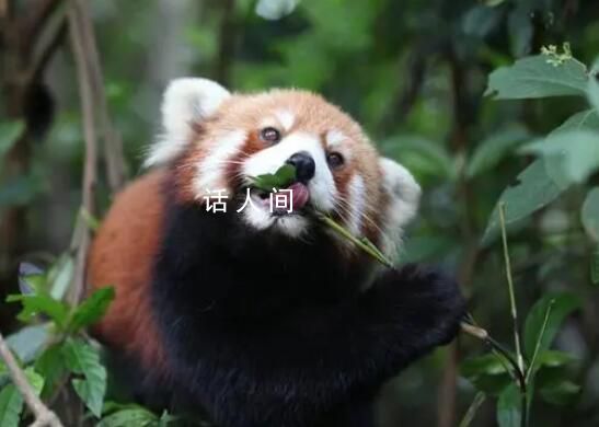 小熊貓外逃3個(gè)月景區(qū)懸賞5000元 抓捕時(shí)可抓住尾巴提起懸空