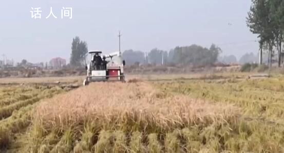 全國秋糧收購已累計超6000萬噸 目前各地秋糧收購正在有序展開