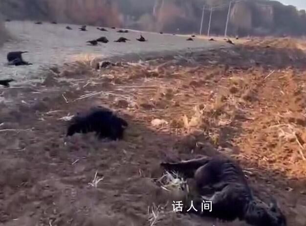 80余只羊田間中毒死亡 警方發懸賞