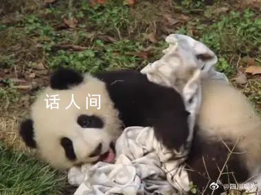 熊貓寶寶過冬裹緊小被子 實在是太可愛了
