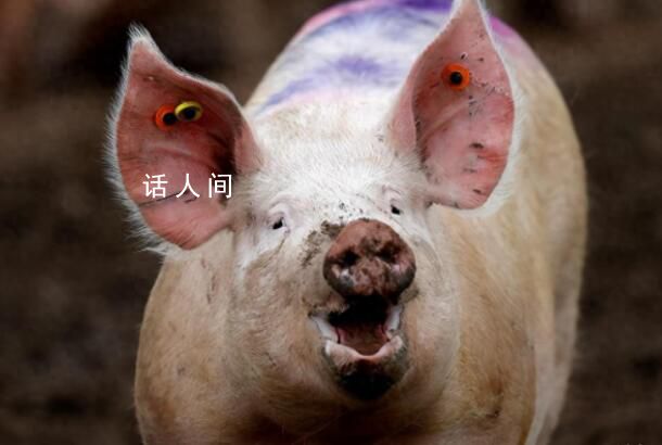香港一豬場檢出非洲豬瘟病毒 銷毀行動將于25日開始