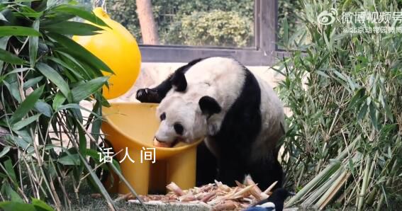 丫丫炫完筍接著炫蘋果 丫丫打哈欠萌翻了