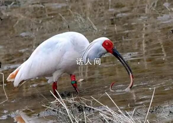 中國贈日本朱鹮死亡 曾受雷聲驚嚇