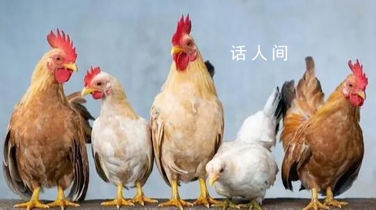 日德等國出現(xiàn)高致病性禽流感 對我國有何影響?