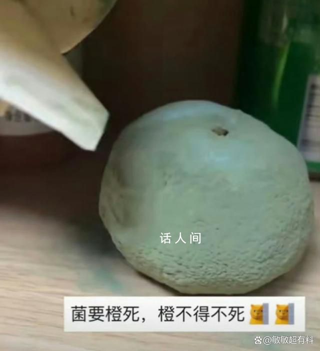 女生無意將沃柑放柜子1周變霉球 培養皿里柔弱無力大自然里野蠻生長