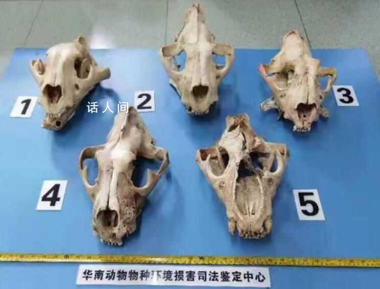 主任為科研自費(fèi)13萬非法收購虎骨 審查核實(shí)自首和立功情節(jié)全面收集證據(jù)綜合考量案情