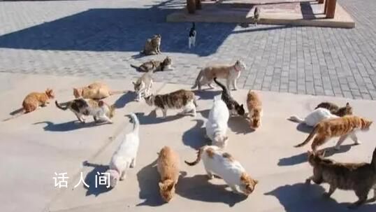 企業(yè)養(yǎng)40只貓守護(hù)糧倉 飼養(yǎng)貓咪已超20年