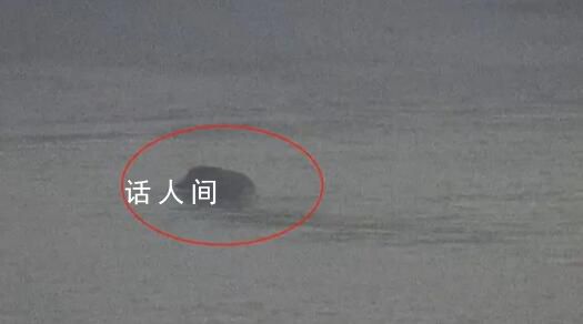 南京一頭野豬橫渡長江 靈活避開了多艘航行中的輪船