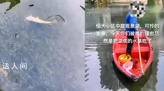 為保護水草毒死百條魚?物業回應