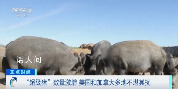 加拿大“超級豬”數量激增 對莊稼和養殖場帶來極大威脅