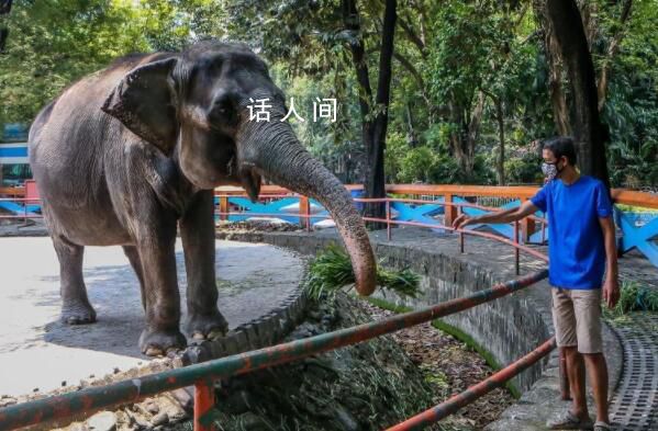 全球最孤獨大象去世 享年49歲