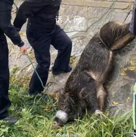 南京過江猛豬傷人后疑落網 將做無害化處理